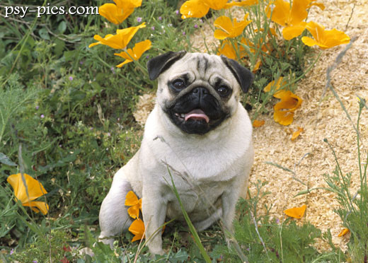 Mops