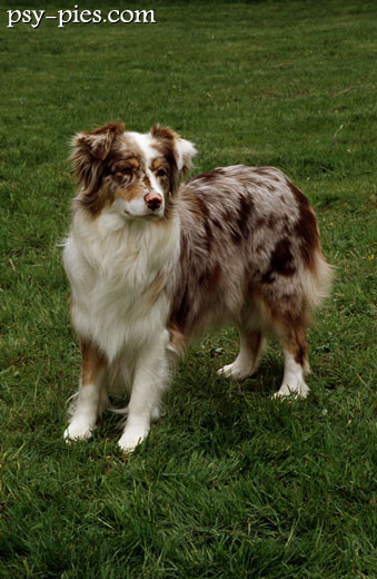 Aussie