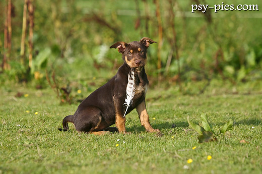 Owczarek australijski kelpie