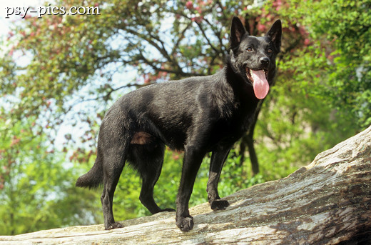 Owczarek australijski kelpie