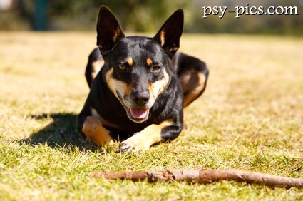 Owczarek australijski kelpie