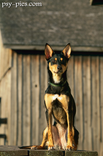 Owczarek australijski kelpie