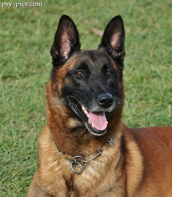 Malinois w terenie