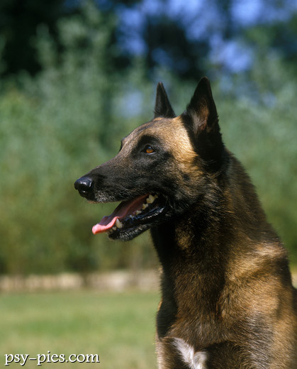 Malinois w biegu