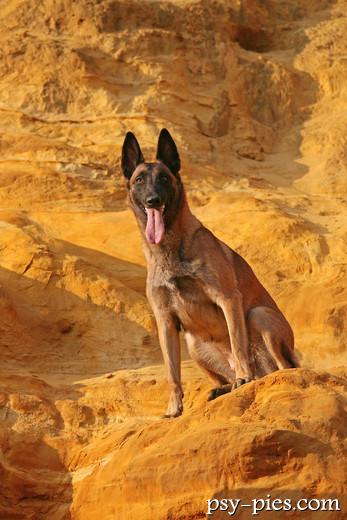 Malinois na skałach