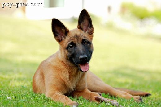 Malinois patrzący w obiektyw