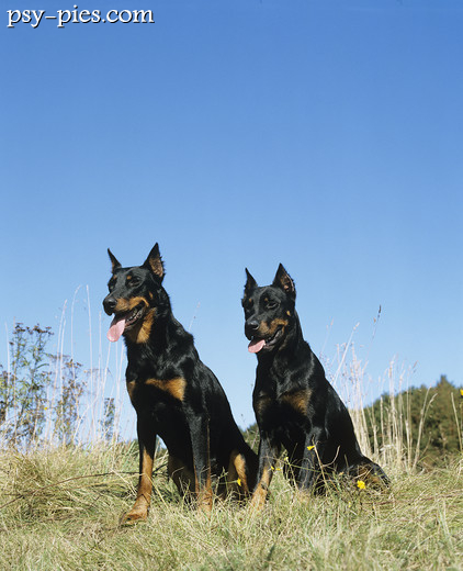 Dwa psy rasy Beauceron