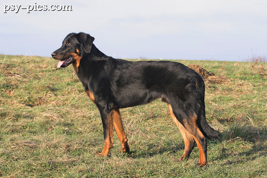 Beauceron