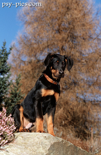 Piesek Beauceron
