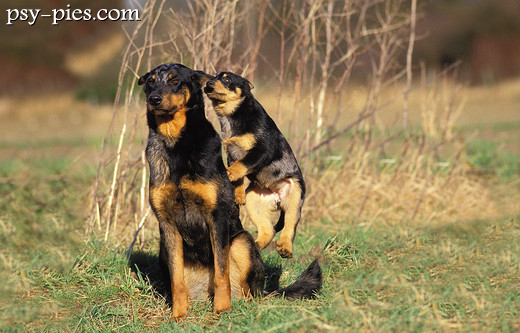 Ćwiczymy podskoki - Beauceron