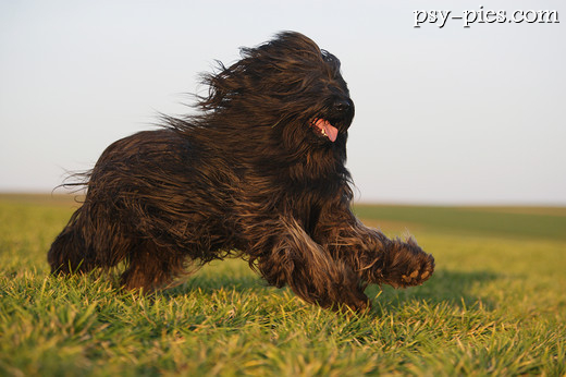 Biegnący Briard