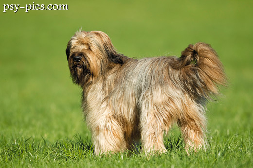 Puchaty piesek Briard