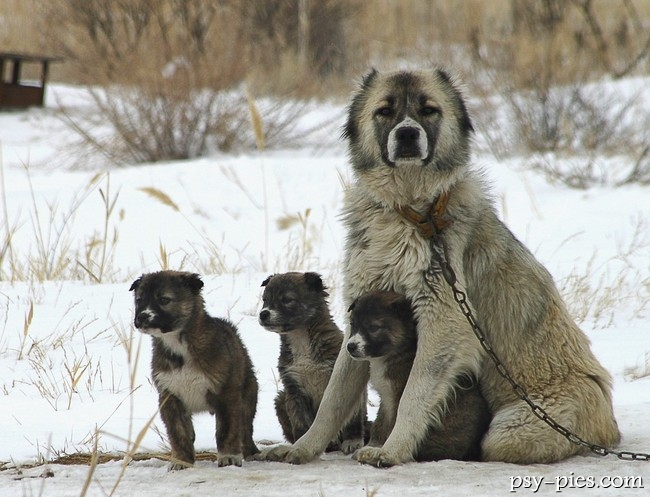 Owczarki kaukaskie, suka z podrośniętymi szczeniętami w hodowli