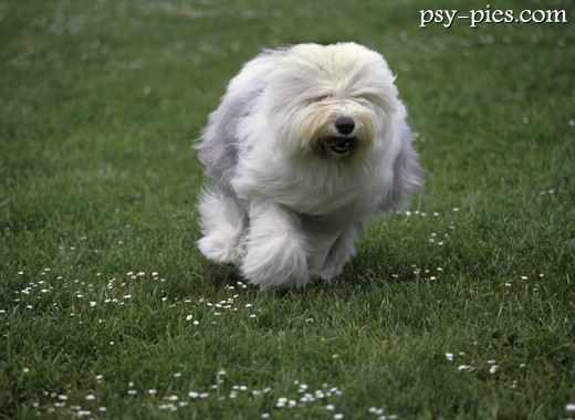 Biegnący pies Bobtail