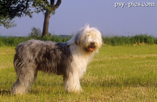 Bobtail