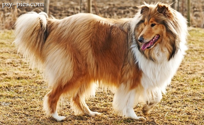 Collie rough w umaszczeniu trójbarwnym