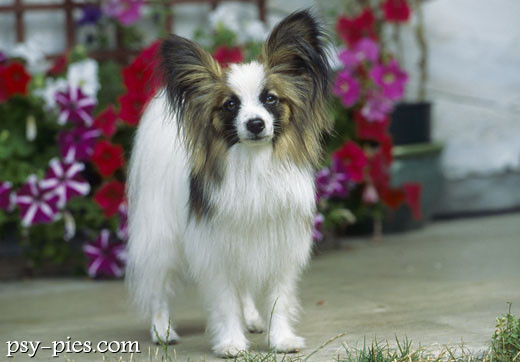 Pies motylek, czyli papillon, w ruchu