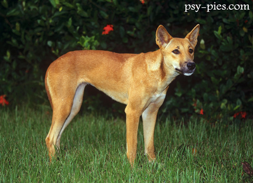 Pies Dingo