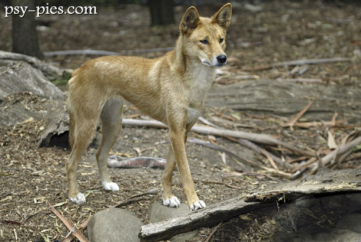 Dingo