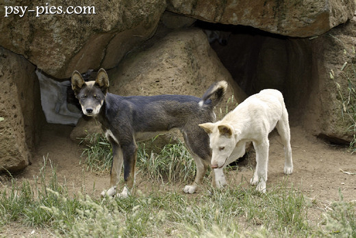Dingo