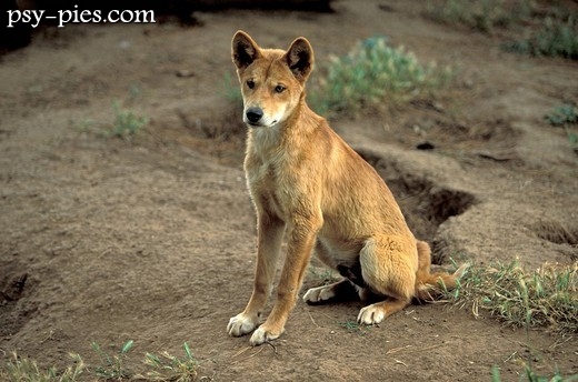 Pies Dingo
