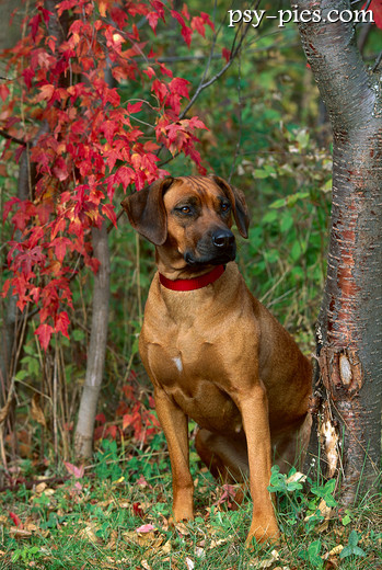 Ridgeback na spacerze w lesie