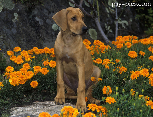Rhodesian ridgeback wśród kwiatów na łące