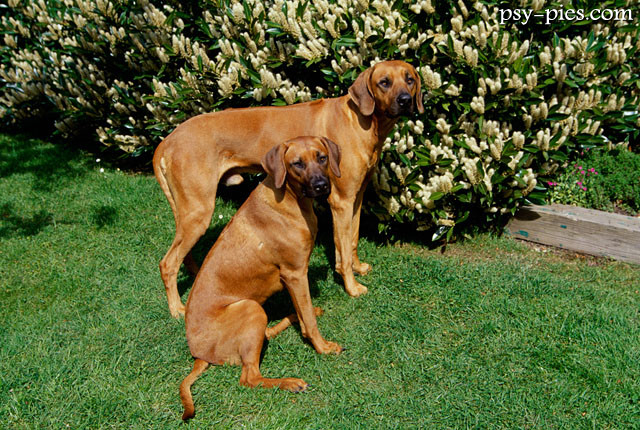 Para psów rasy rhodesian ridgeback
