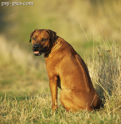 Zbliżenie na pręgę grzbietową ridgebacka