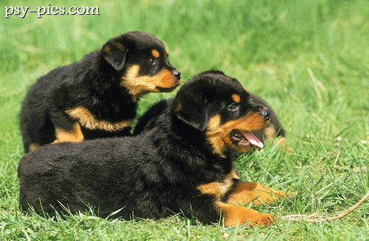 Rottweilery