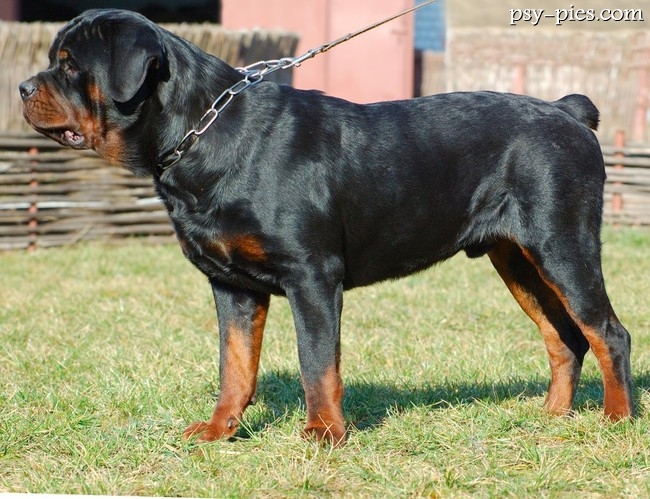 Rottweiler