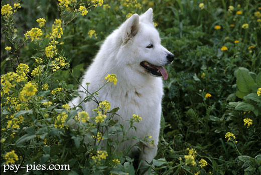 Samoyed