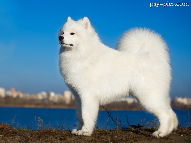 Samoyed