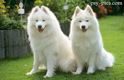 Samoyedy