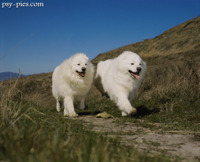 Samoyedy
