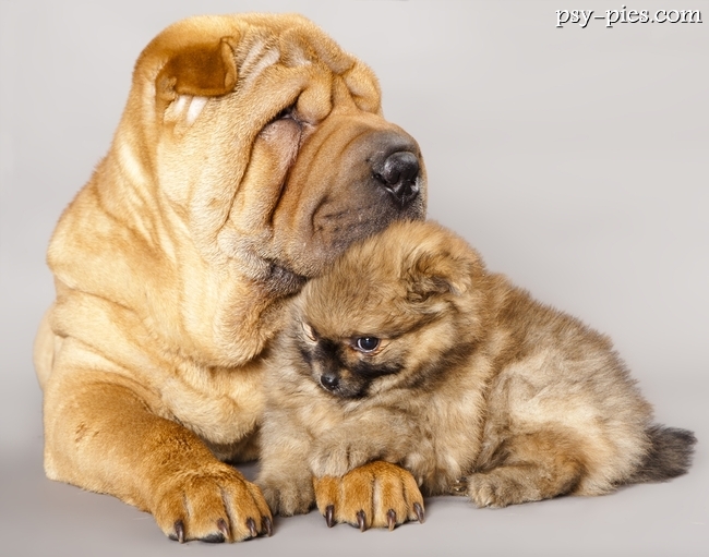 Dwa pieski Shar pei