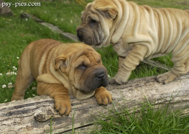 Szczeniaki Shar pei
