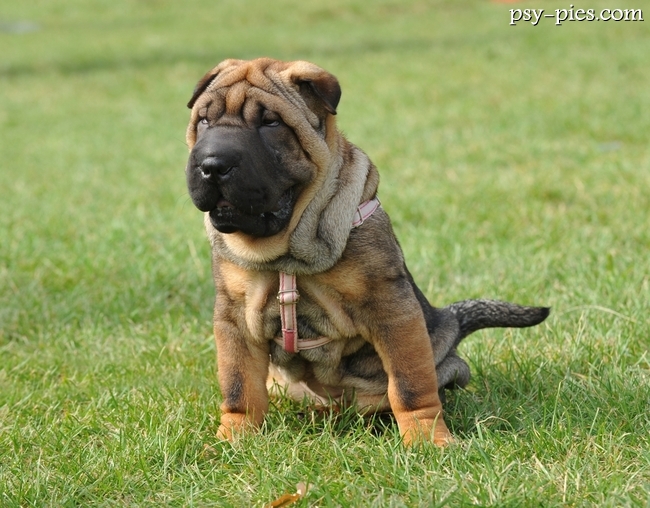Misio Shar pei