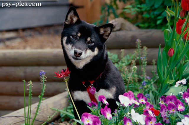 Shiba inu w kwiatach