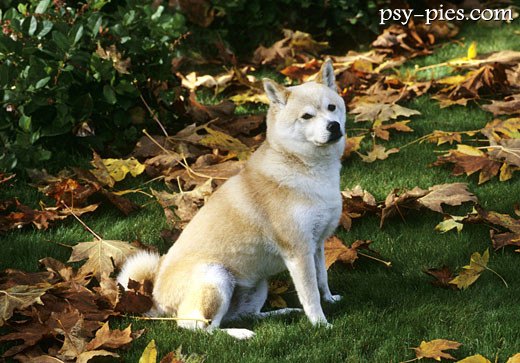 Shiba inu jesienią