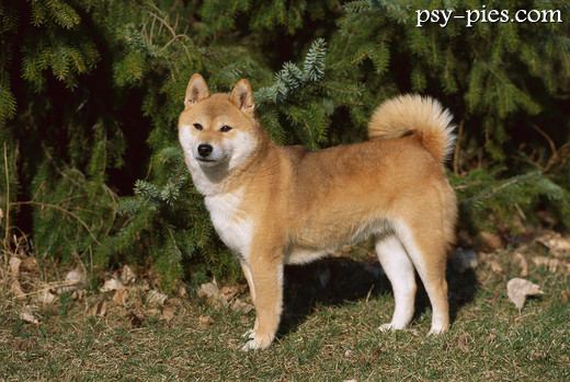 Shiba inu siedząca