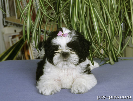 Malutki szczeniak shih tzu zwinięty w kulkę