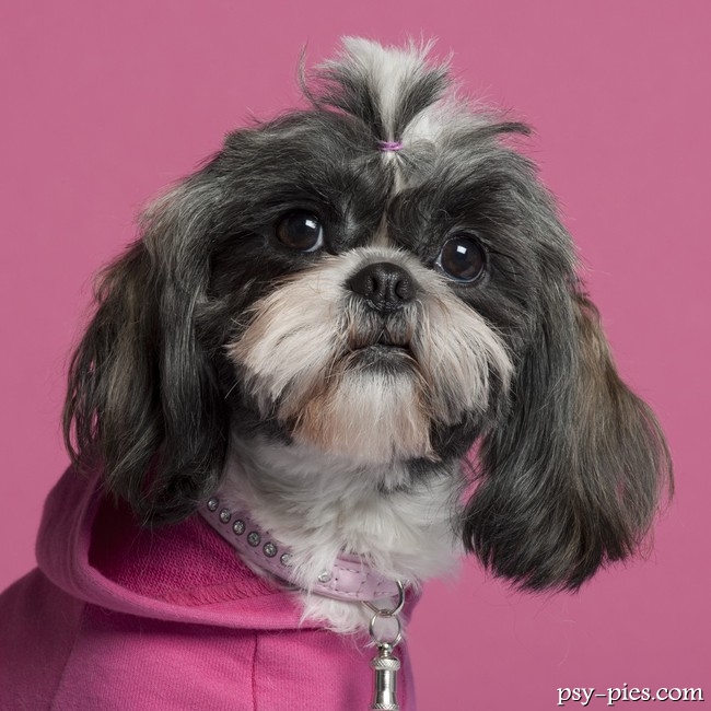Pysk shih tzu z dużymi czarnymi oczami