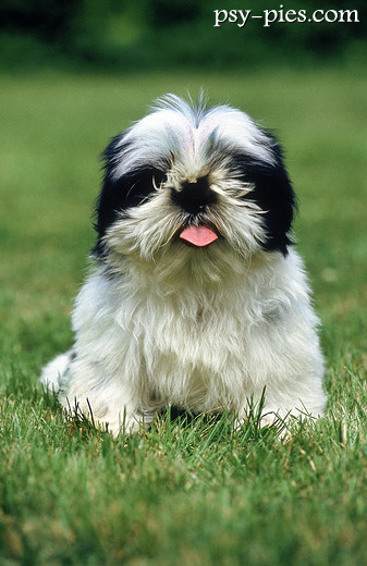 Puszysty shih tzu po kąpieli i czesaniu