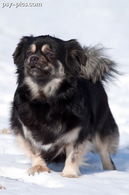 Spaniel tybetański