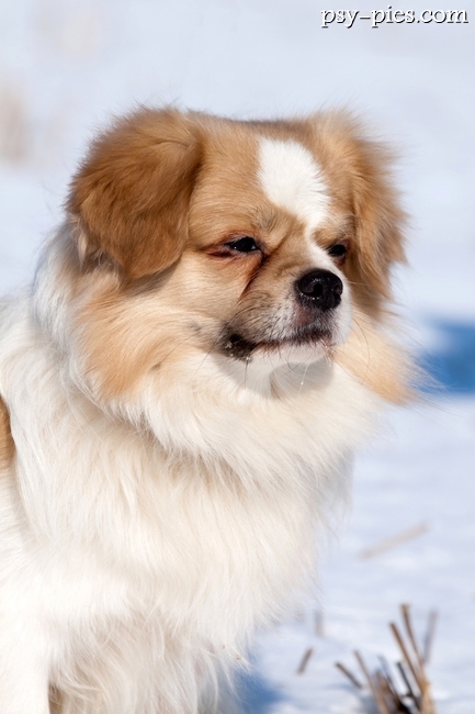 Spaniel tybetański