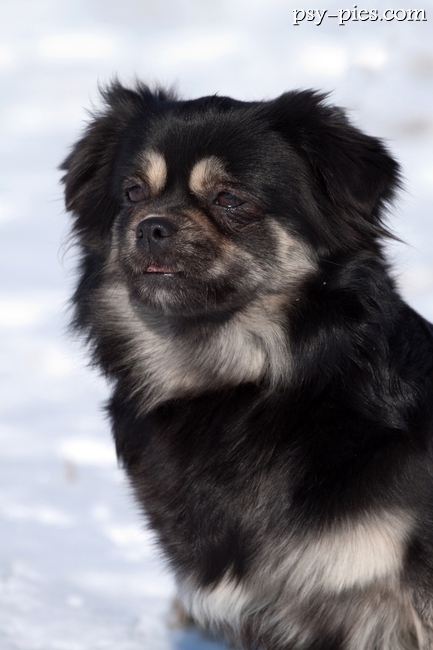 Spaniel tybetański