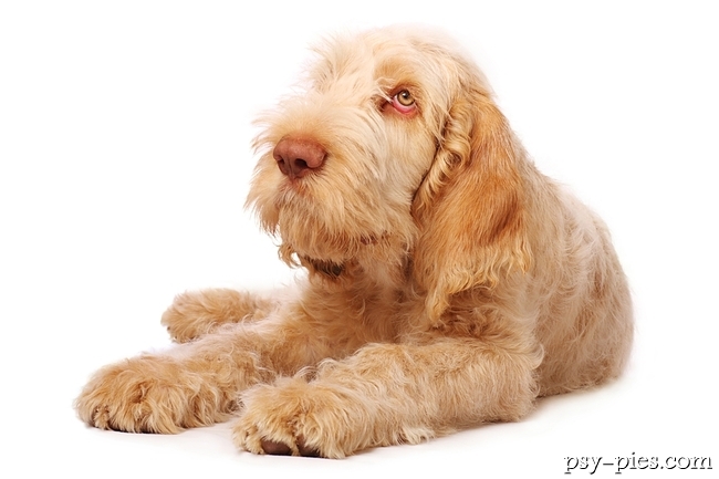 Spinone Italiano