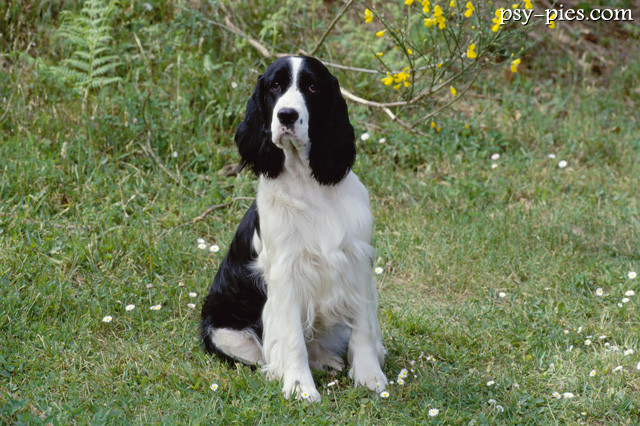 Springer spaniel angielski siedzący
