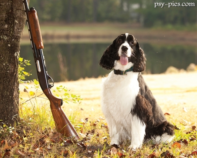 Springer spaniel angielski jako pies myśliwski w terenie